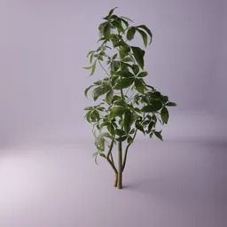 Small tree