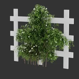 Flowering Divider Fence Climber Plant