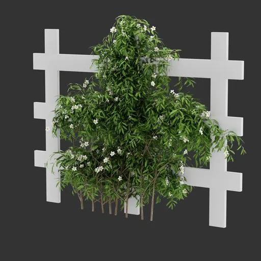 Flowering Divider Fence Climber Plant