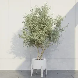 Scandinavian Olive Tree Planter