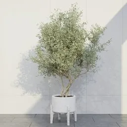Scandinavian Olive Tree Planter