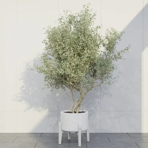 Scandinavian Olive Tree Planter
