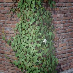 Ivy Creeper Wall Corner 2M 03