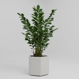 Zamiifolia Indoor Plant Pot