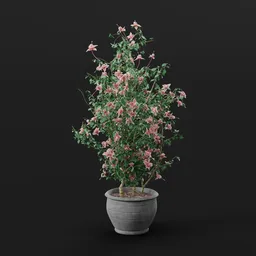 Pink Clematis Potted Plant