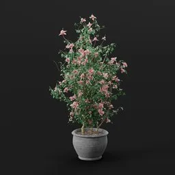 Pink Clematis Potted Plant