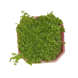 PX Micranthemum umbrosum Atlas