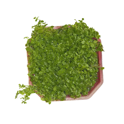 PX Micranthemum umbrosum Atlas