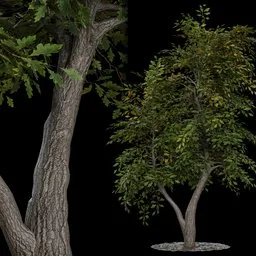 Low Poly Birch Tree