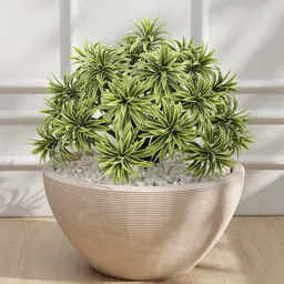 Potted Plant
