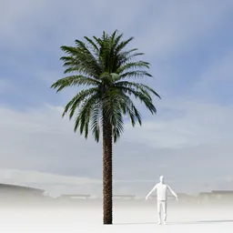 Dactylifera Palm Tree