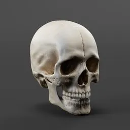 Human Skull