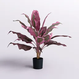 Cordyline Pink Edge in Black Pot