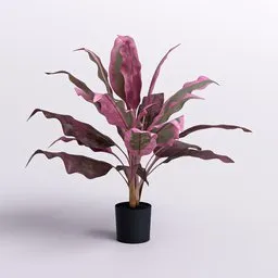 Cordyline Pink Edge in Black Pot