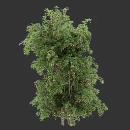 Flowering Vertical bush Plant