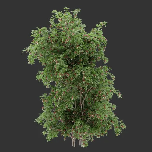 Flowering Vertical bush Plant