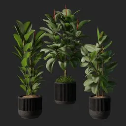 Set of 3 ficus plant 3D models in pots with realistic textures, optimized for Blender rendering.