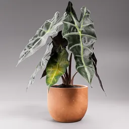 Alocasia Potted Plant