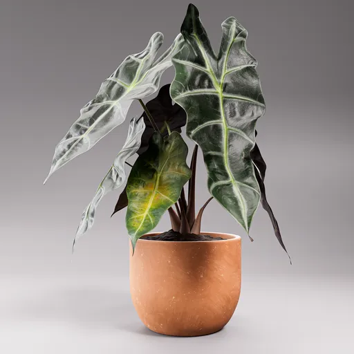 Alocasia Potted Plant