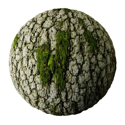 Tree Bark With Moss