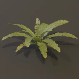 Generic Fern Med