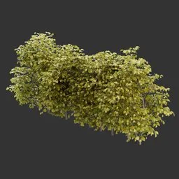 Multiple Bush Autumn Plant