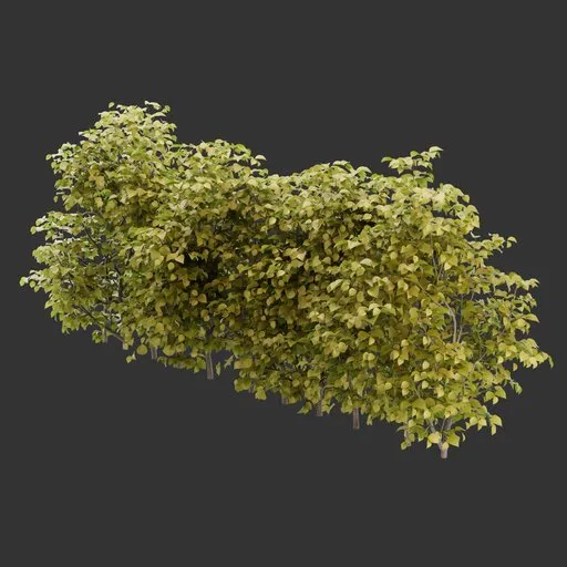 Multiple Bush Autumn Plant