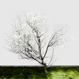 Cherry Blossom Tree
