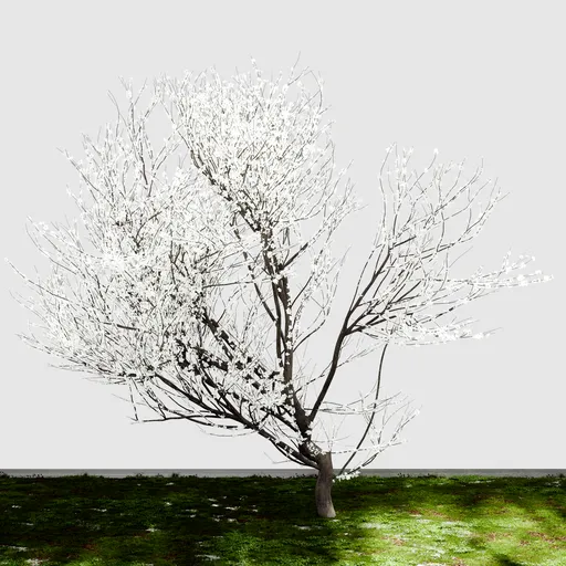 Cherry Blossom Tree