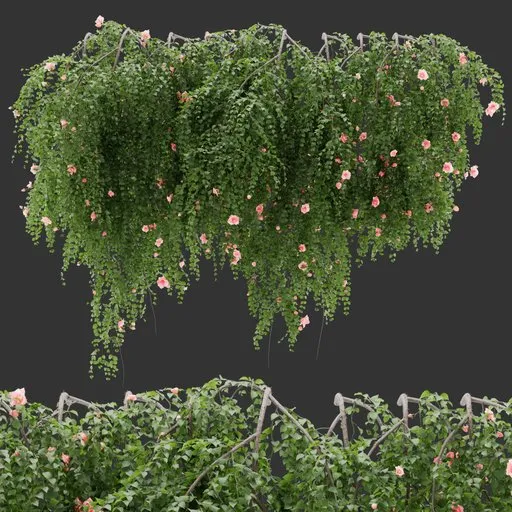 Wall Hanging Rose Plant