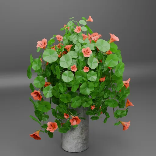 Trailing Nasturtium Flower Planter