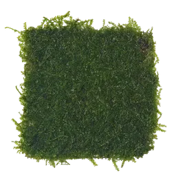 PX Vesicularia sp Atlas