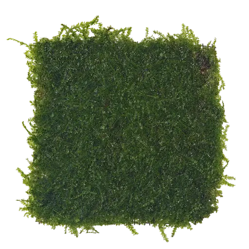 PX Vesicularia sp Atlas