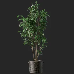 Benjamin plant