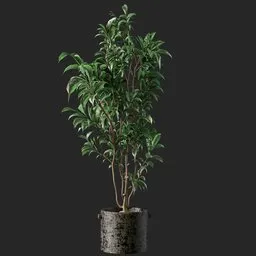 Benjamin plant