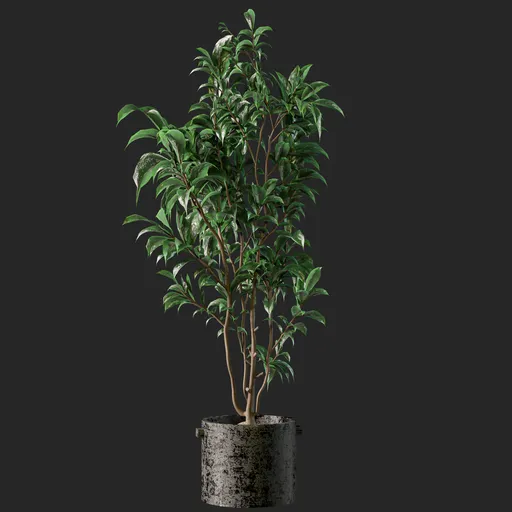 Benjamin plant