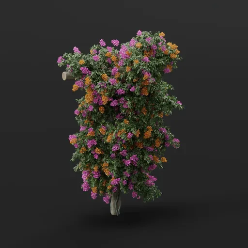 Bougainvillea