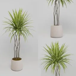 Realistic 3D model of indoor plant with detailed textures, translucency effect, in Blender-compatible format, perfect for virtual nature scenes.