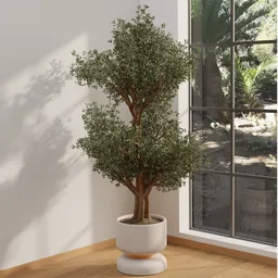 Potted Olive Tree