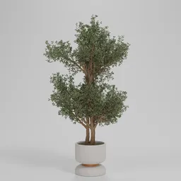 Potted Olive Tree