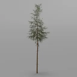 Spruce Tree