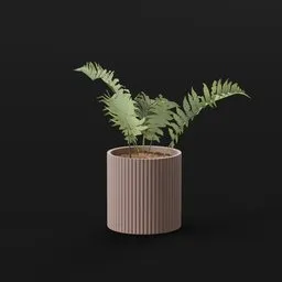 Lady Fern Small Potted