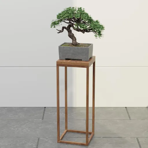 Black Pine Bonsai