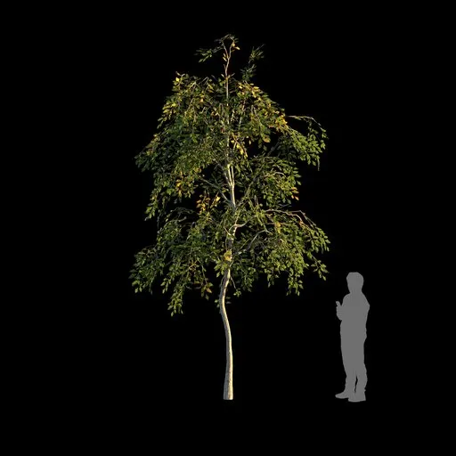Optimized Worn Oak Sapling