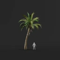 Palm Tree (Spring) - Short Thick Natural