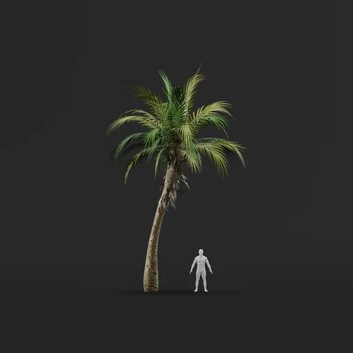 Palm Tree (Spring) - Short Thick Natural