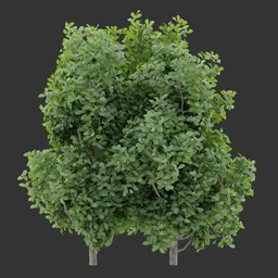 Compact Bush Plant