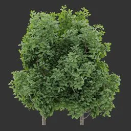 Compact Bush Plant