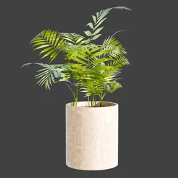 Plant Parlor palm in a Pot