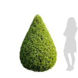 Bushe Garden - Ficus Concinna